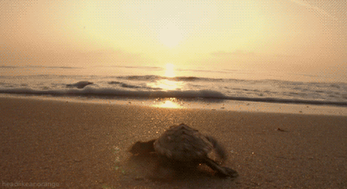 soy_playense_septihambre_gif3