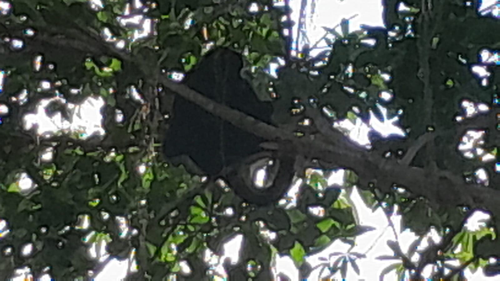 Mono araña llega a las instalaciones del Palacio Municipal nuevo en Playa del Carmen y causa sensación