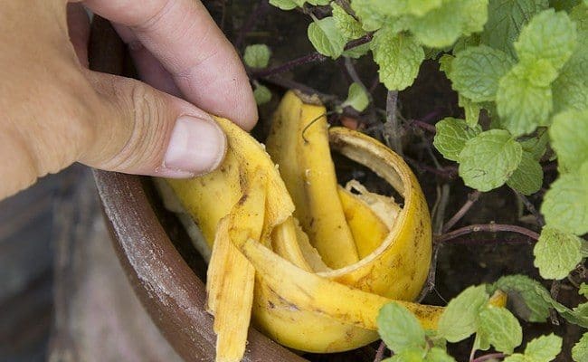 plátano