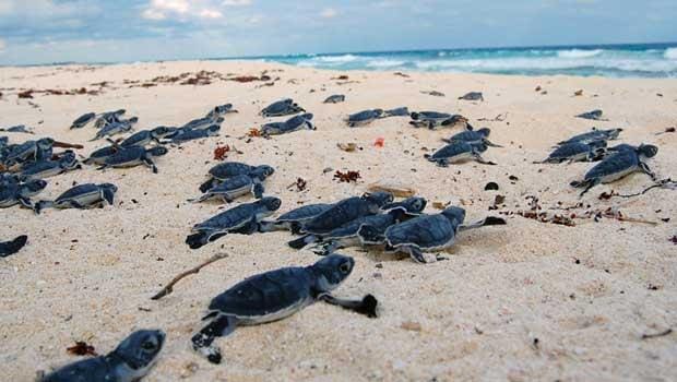 tortugas-xcacel