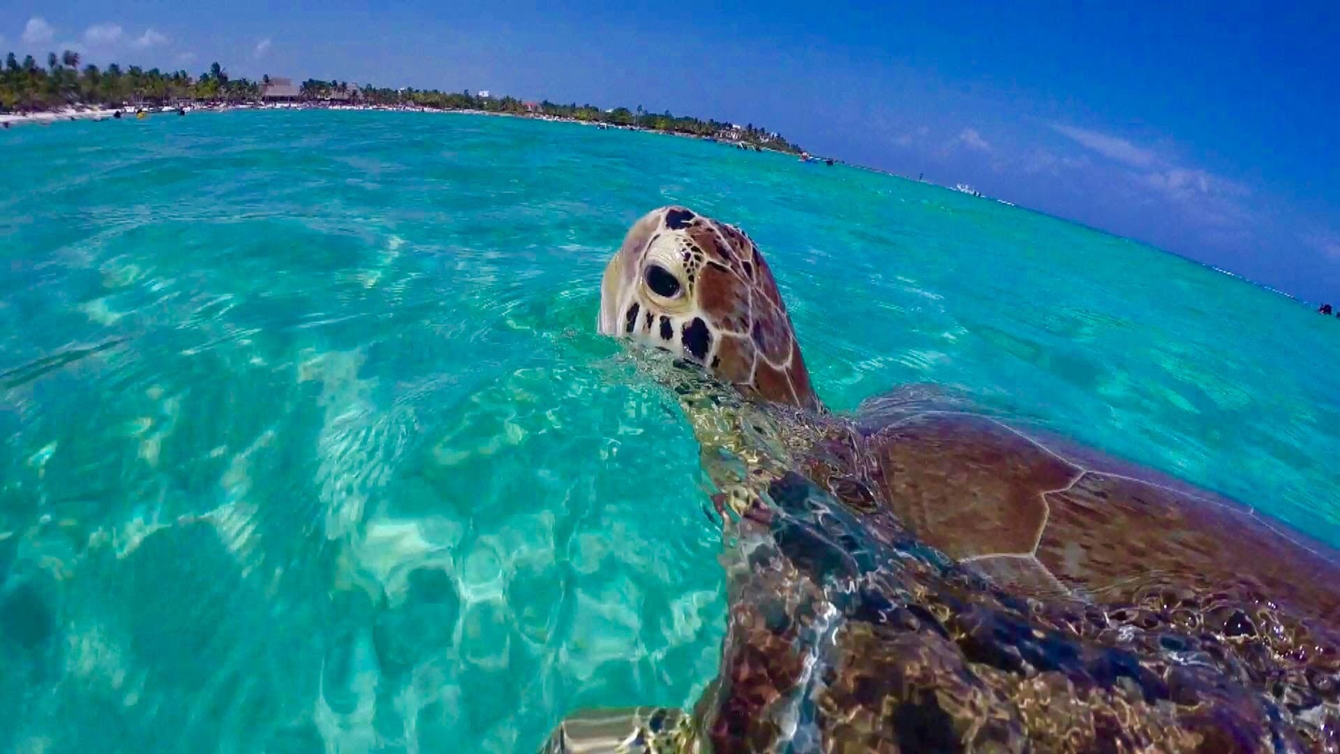 Tortugas Akumal